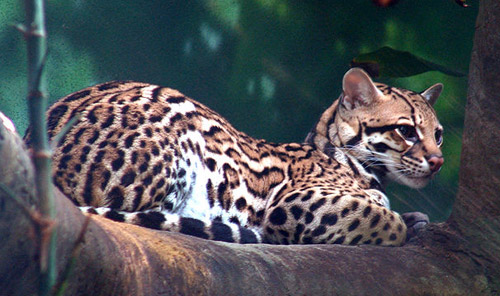 Ocelot