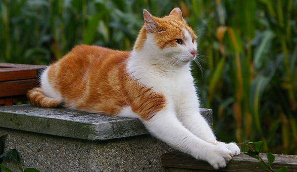 Red & White Cat