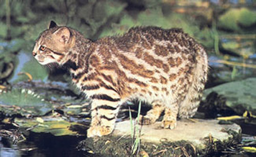 Pampas Cat