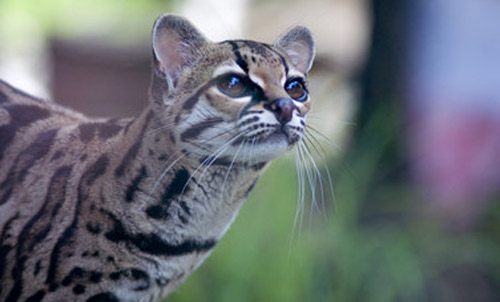 Pantanal Cat