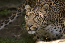 Panthera Genus