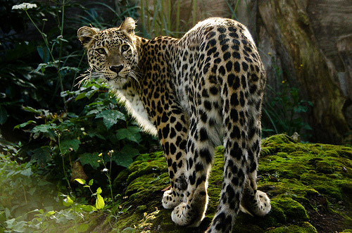 Persian Leopard