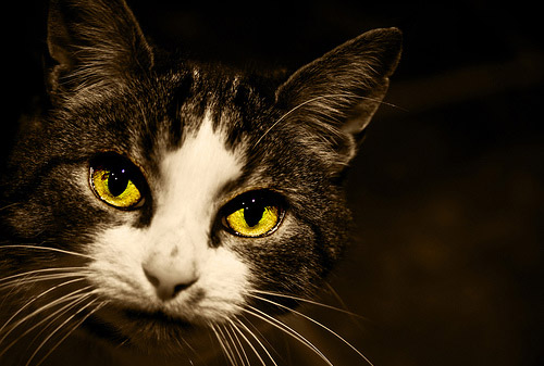 Cat With Pretty Eyes