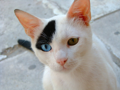 Cat With Pretty Eyes