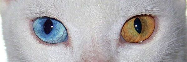 Cat With Pretty Eyes