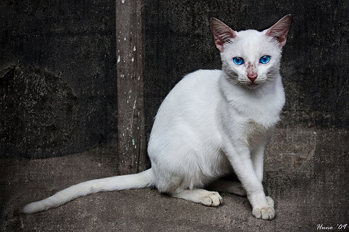 Cat With Pretty Eyes