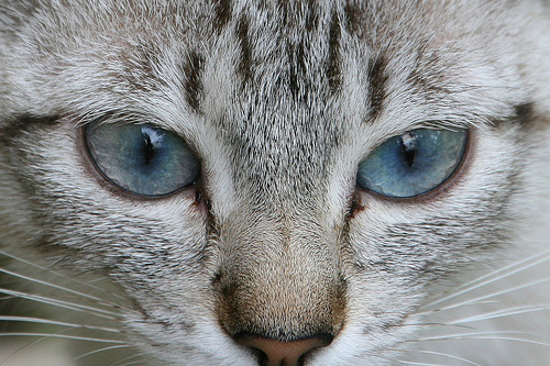 Cat With Pretty Eyes