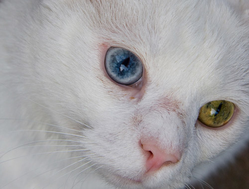 Cat With Pretty Eyes