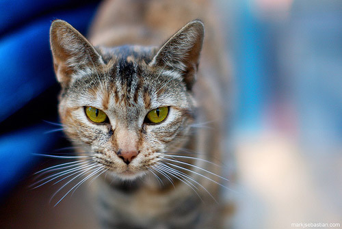 Cat With Pretty Eyes