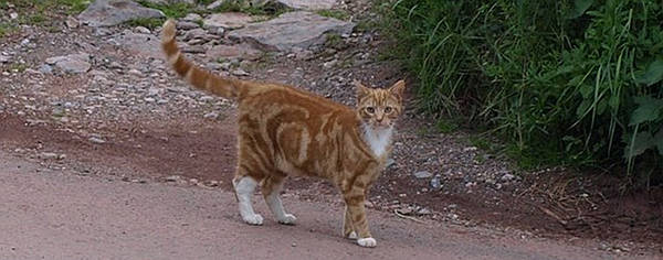 Red Classic Tabby Cat