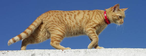 Red Mackerel Tabby Cat
