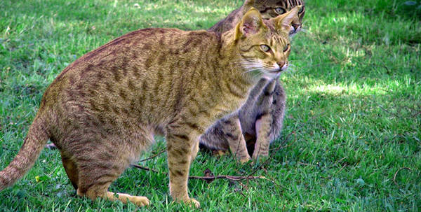 Red Spotted Tabby Cat