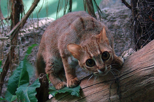 Rusty-spotted Cat