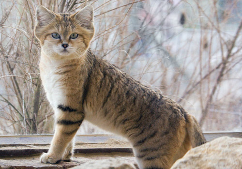 Sand Cat