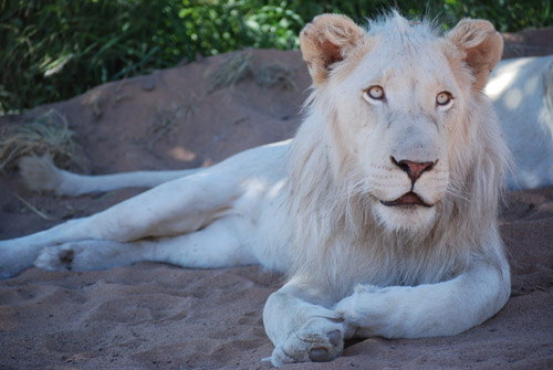Southeast African Lion
