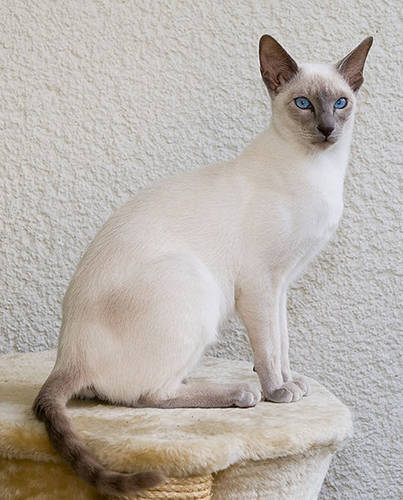 Siamese Cat