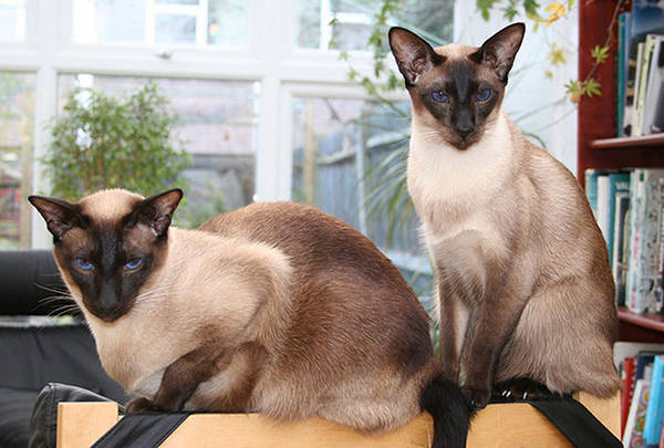 Siamese Cat