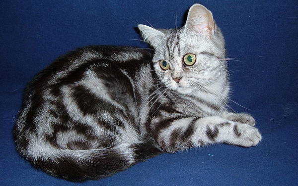 Silver Classic Tabby Cat