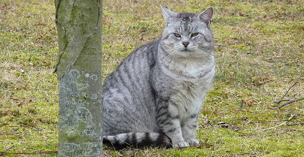 Silver Mackerel Tabby Cat