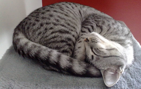 Silver Spotted Tabby Cat