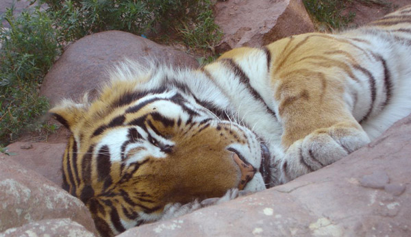 Sleeping Tiger