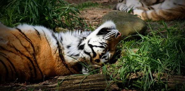 Sleeping Tiger