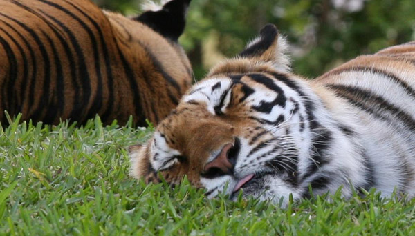 Sleeping Tiger