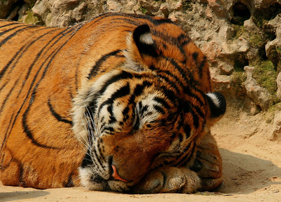 Sleeping Tiger