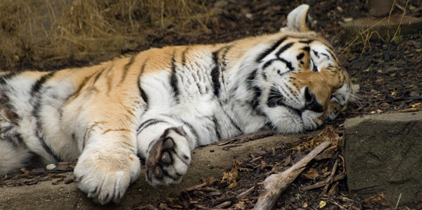 Sleeping Tiger