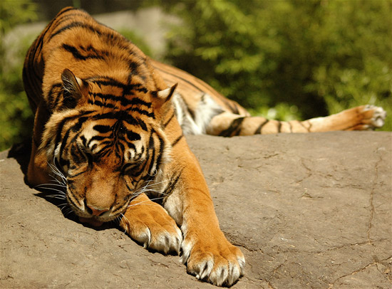 Sleeping Tiger