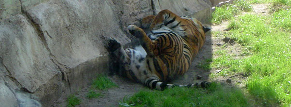 Sleeping Tiger