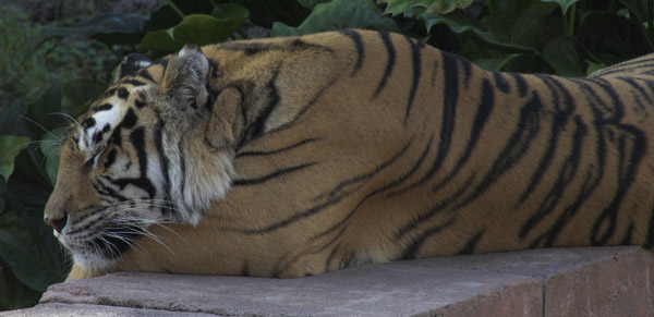 Sleeping Tiger