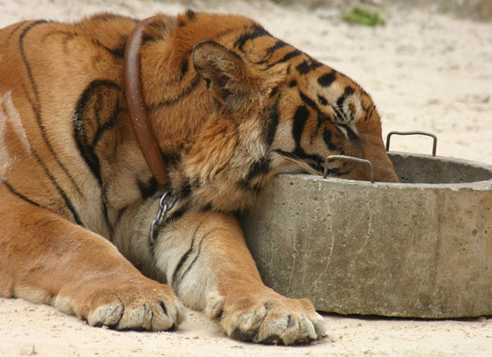 Sleeping Tiger