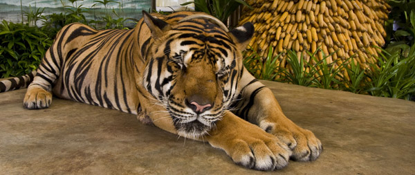 Sleeping Tiger