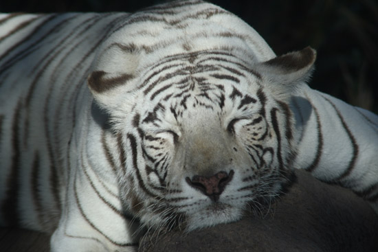 Sleeping Tiger