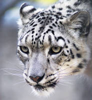 Snow Leopard