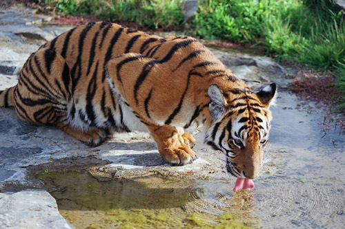 South China Tiger