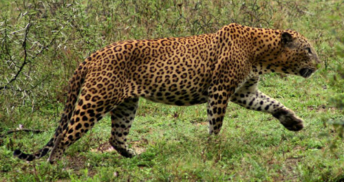 Sri Lankan Leopard