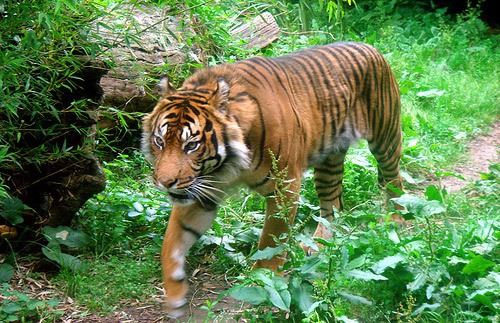 Sumatran+tiger+drawings