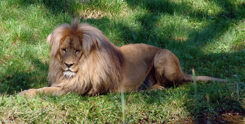 Southwest African Lion