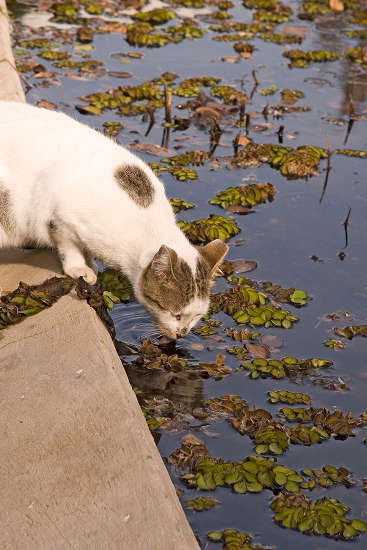 Thirsty Cat