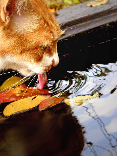 Thirsty Cat