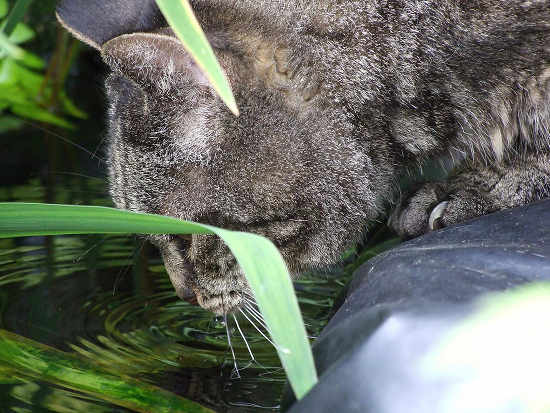 Thirsty Cat