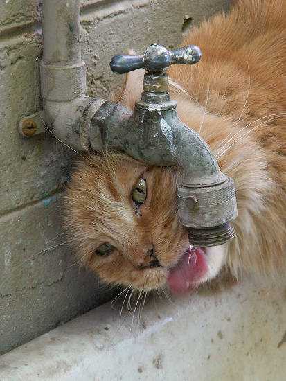 Thirsty Cat