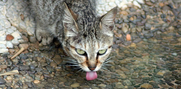 Thirsty Cat