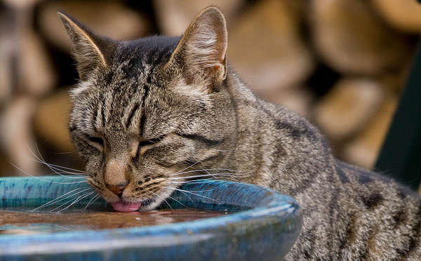 Thirsty Cat