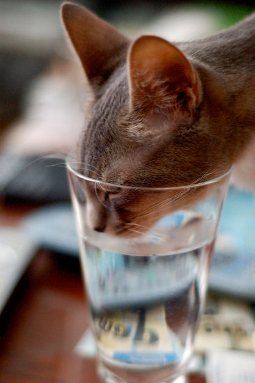 Thirsty Cat