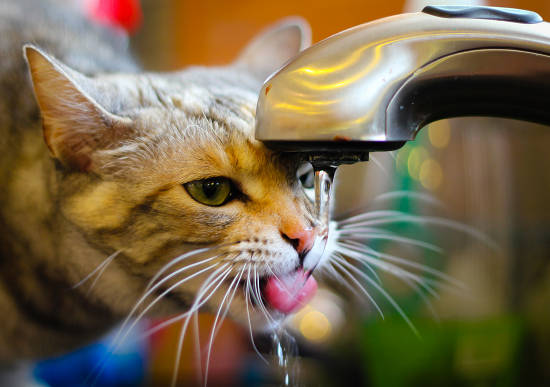 Thirsty Cat