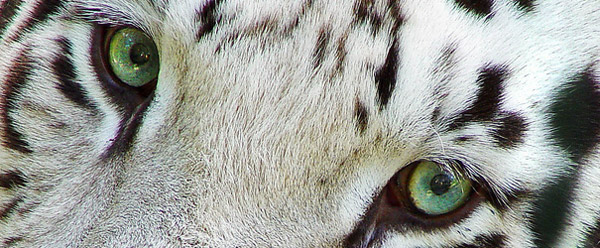 Tiger Eyes