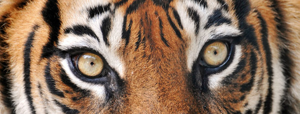 Tiger Eyes